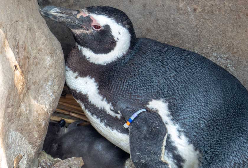 須磨水族園の親子ペンギン