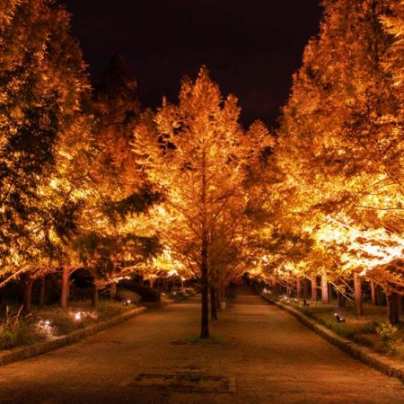 終了しました 神戸市立森林植物園 紅葉のライトアップ 12月1日まで開園時間延長 Fun Kobe